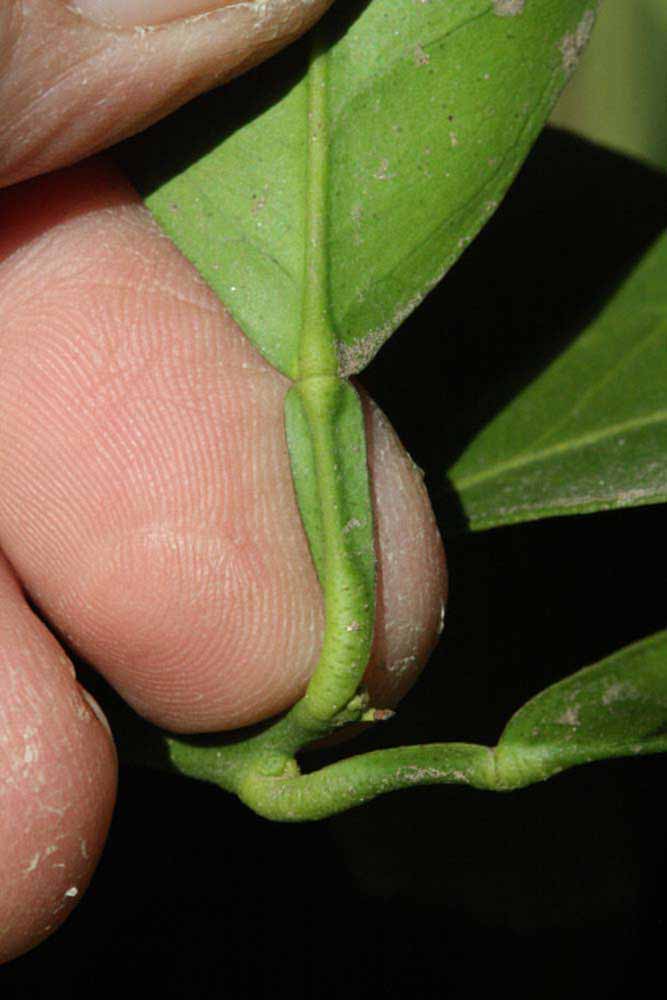              Petiole (Riverside, CA)       